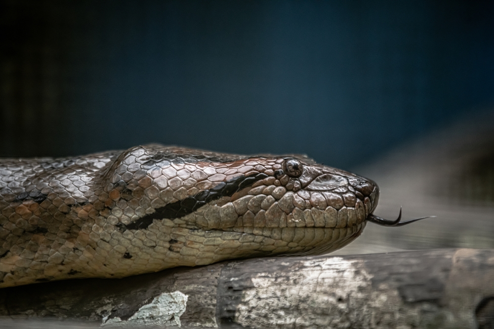 Vědci zkoumali 12 milionů let starou zkamenělinu anakondy. A přinesli překvapivé zjištění